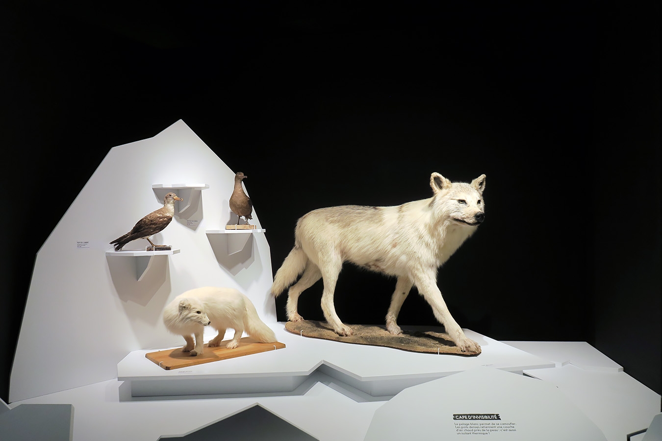 mobe orleans 8-2025 2558