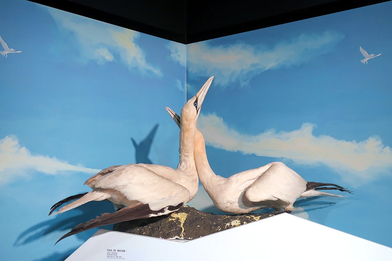 mobe orleans 8-2025 2560