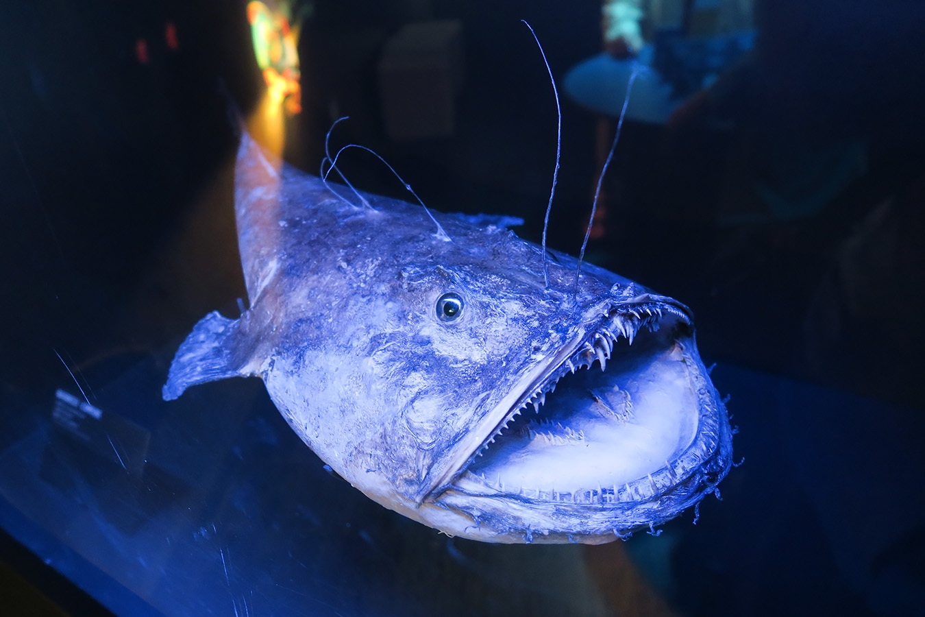 mobe orleans 8-2025 2565