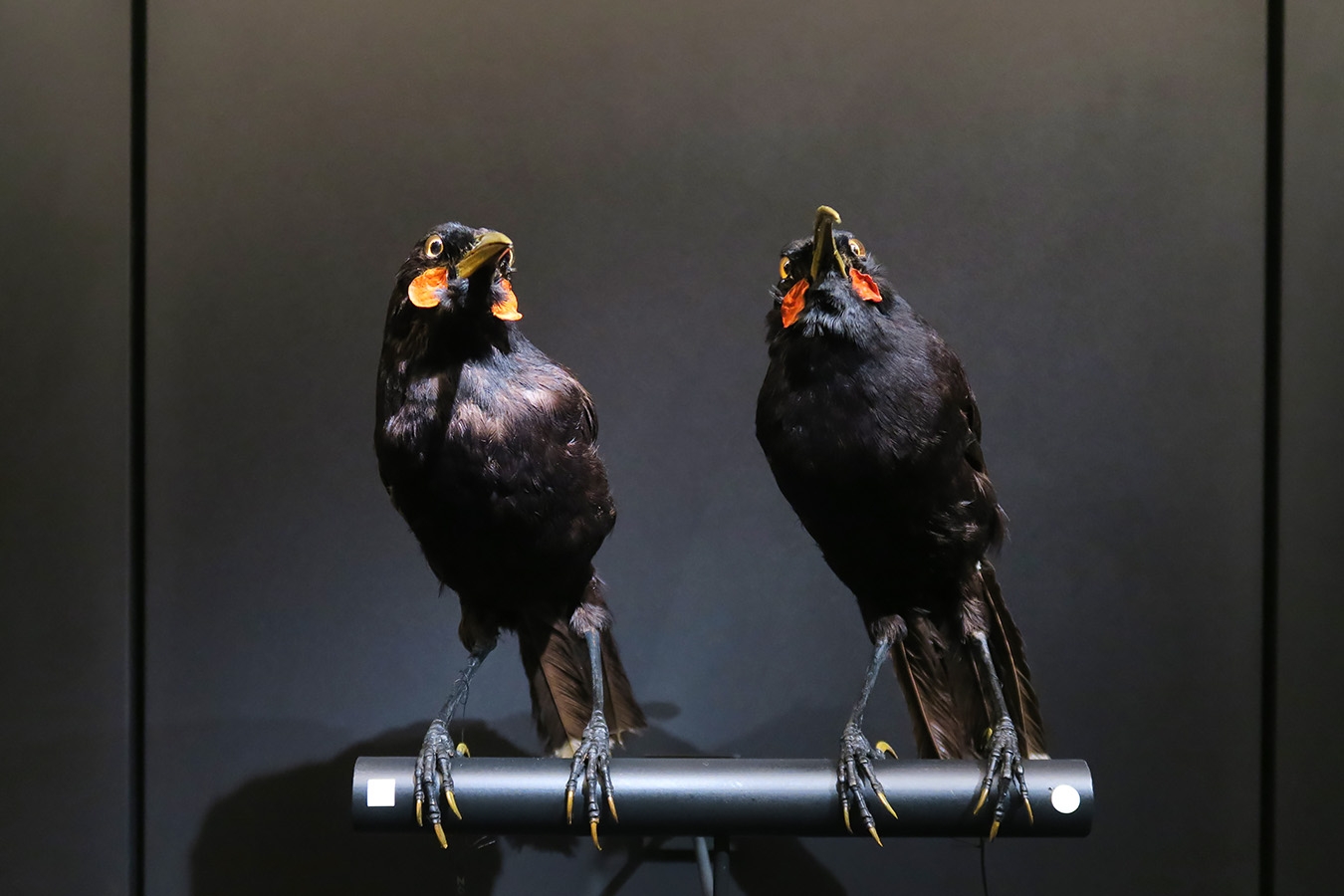 mobe orleans 8-2025 2586