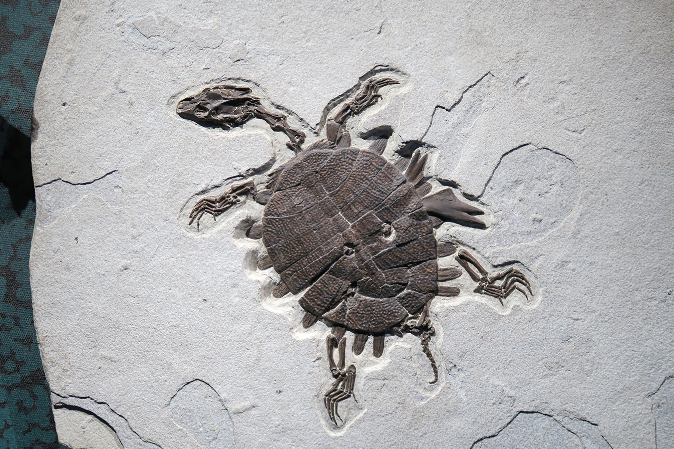 mobe orleans 8-2025 2637