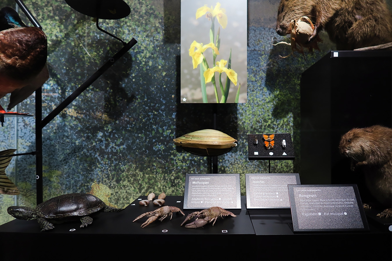 mobe orleans 8-2025 2647