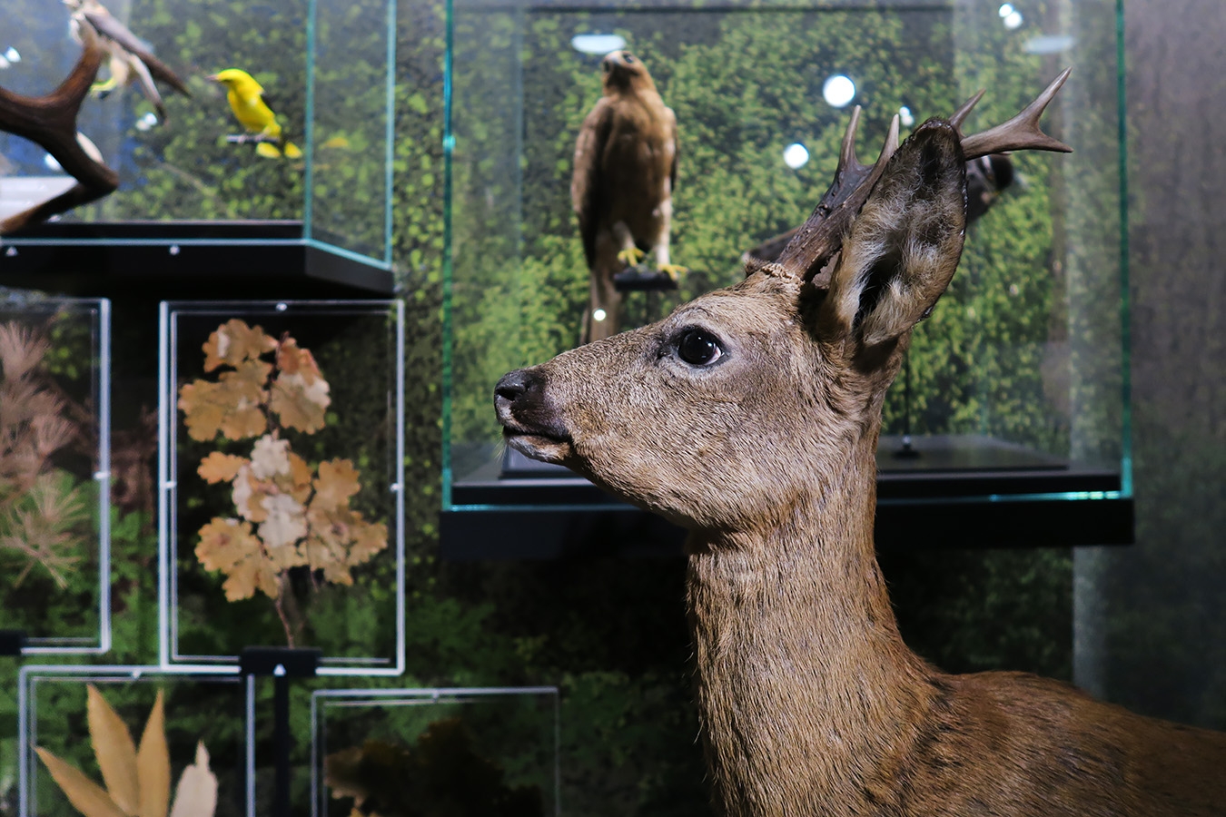 mobe orleans 8-2025 2653