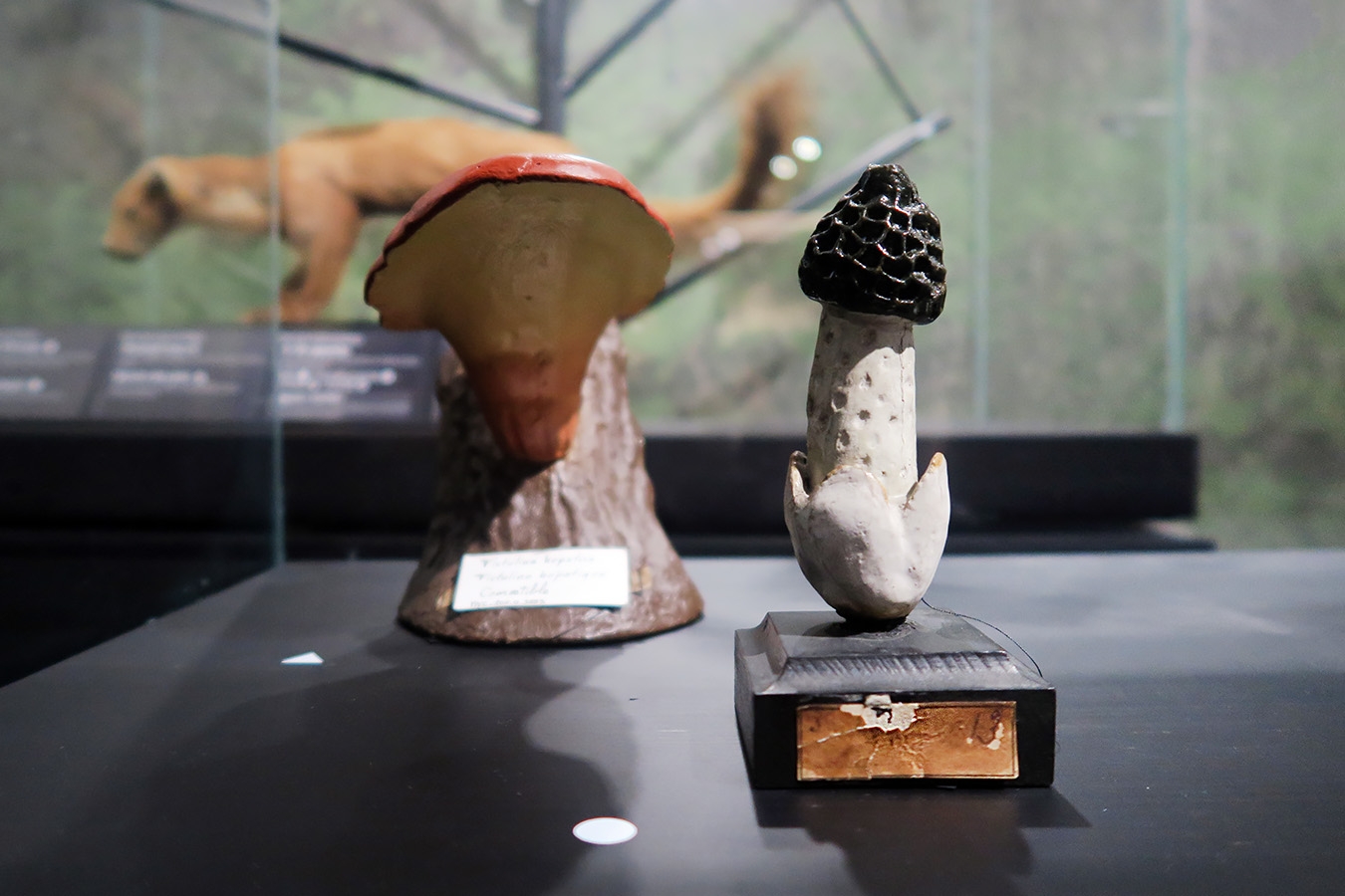 mobe orleans 8-2025 2657