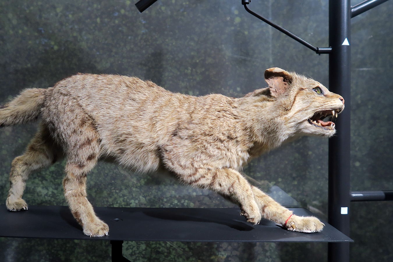 mobe orleans 8-2025 2659