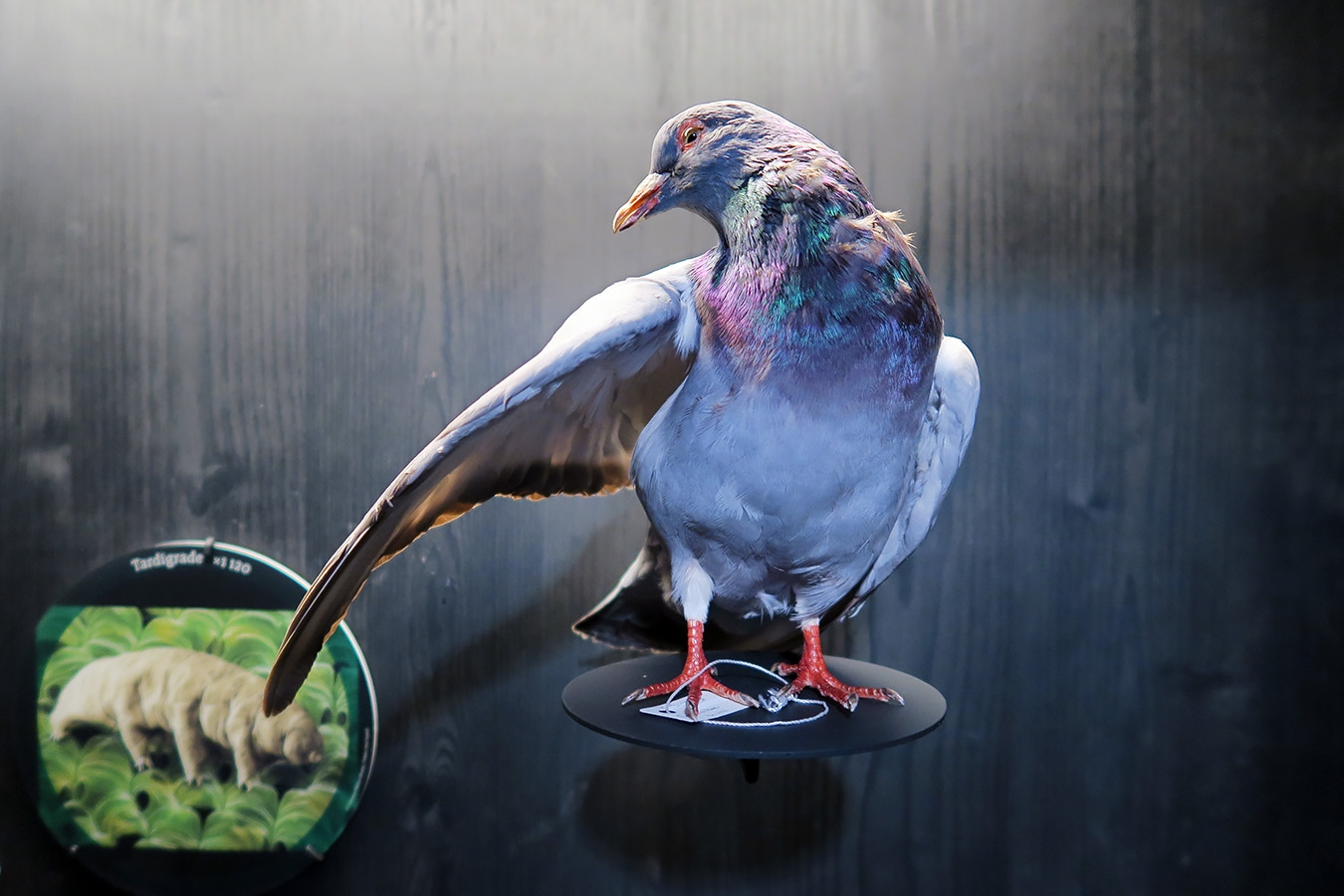 mobe orleans 8-2025 2672