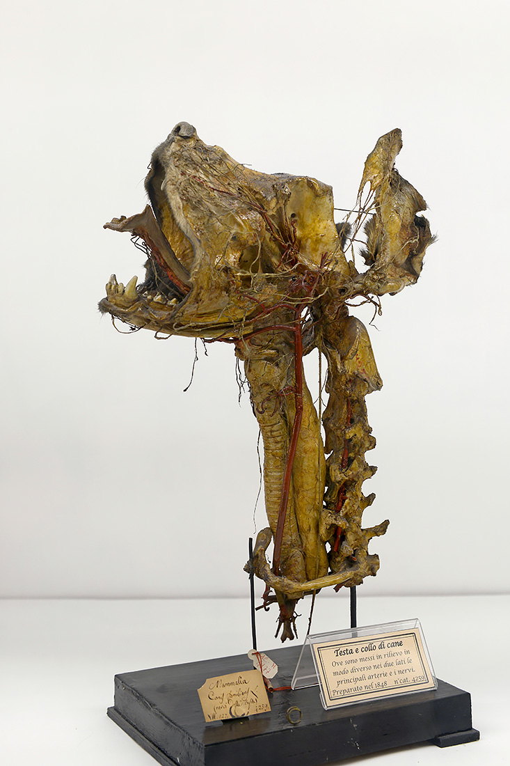 museo di anatomia comparata bologna 8-2022 4629