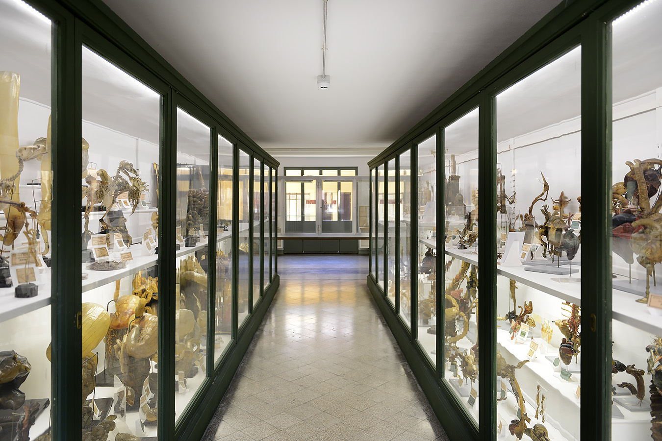 museo di anatomia comparata bologna 8-2022 4635