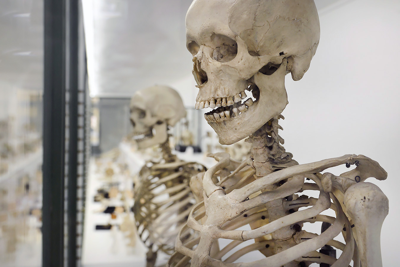 museo di anatomia comparata bologna 8-2022 4642