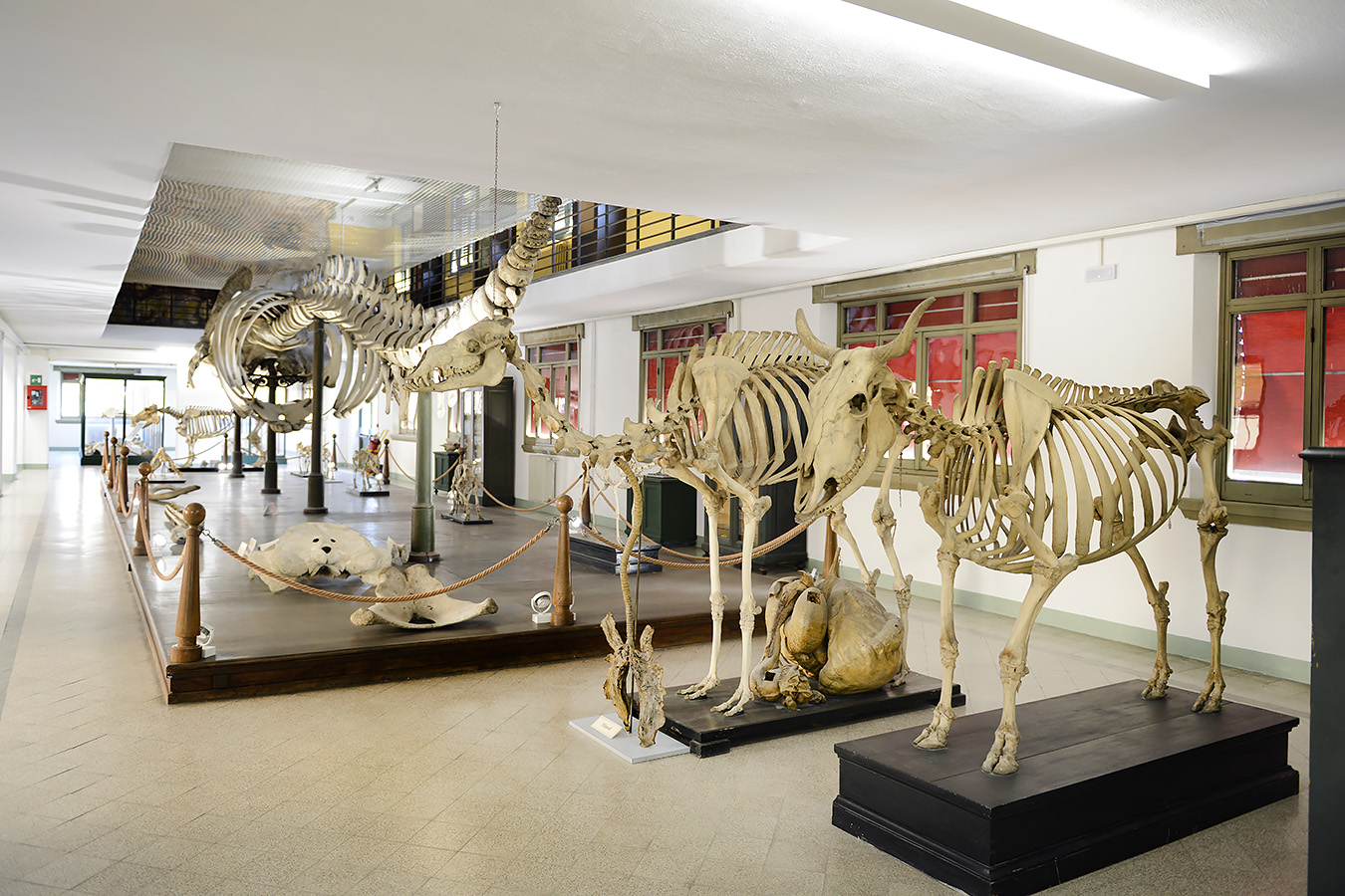 museo di anatomia comparata bologna 8-2022 4647