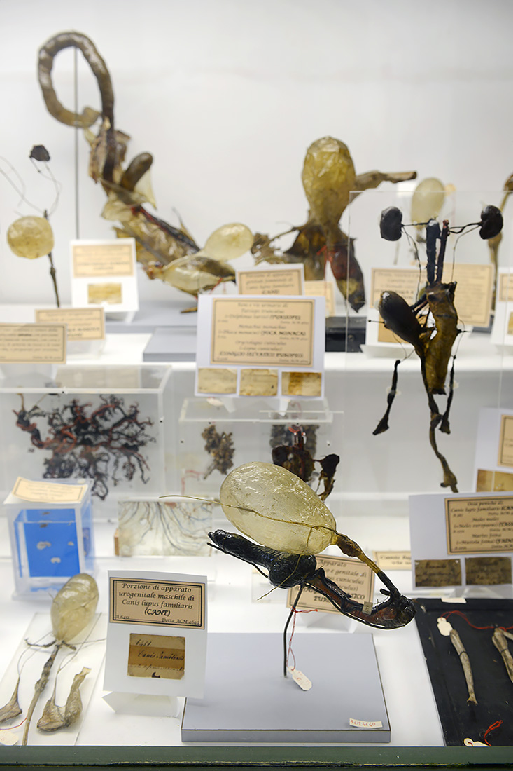 museo di anatomia comparata bologna 8-2022 4694