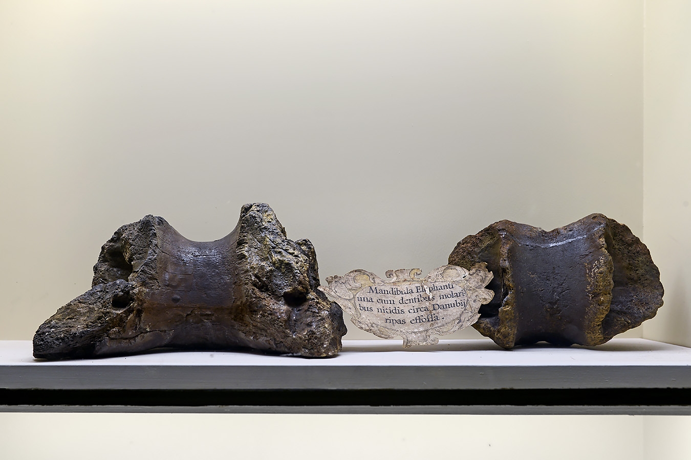 museo di storia naturale bologna 8-2022 3999