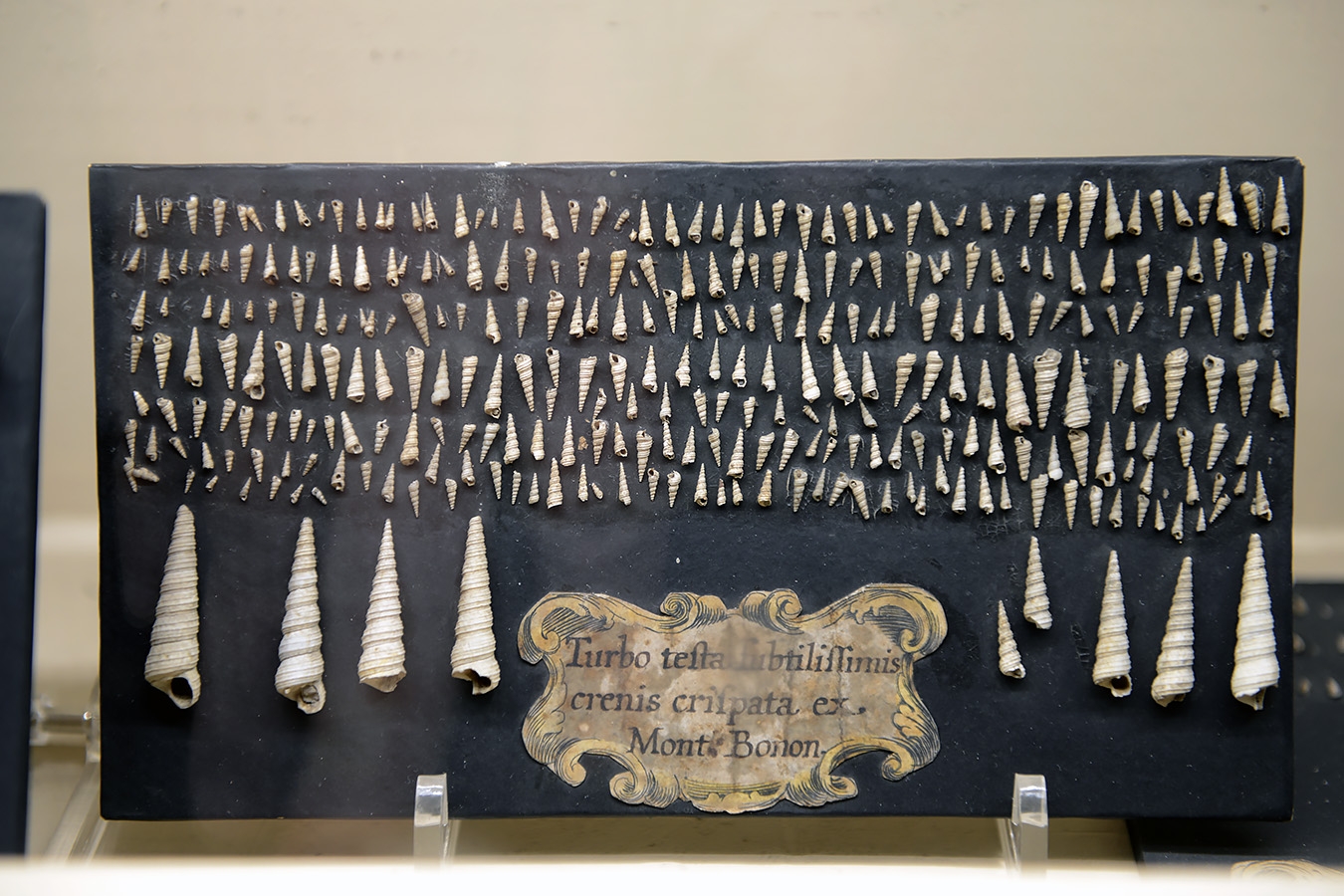 museo di storia naturale bologna 8-2022 4006