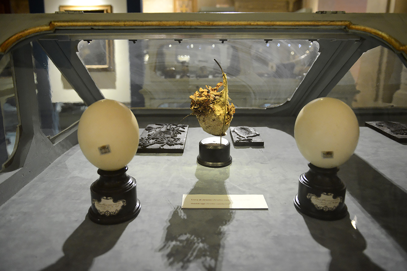 museo di storia naturale bologna 8-2022 4014