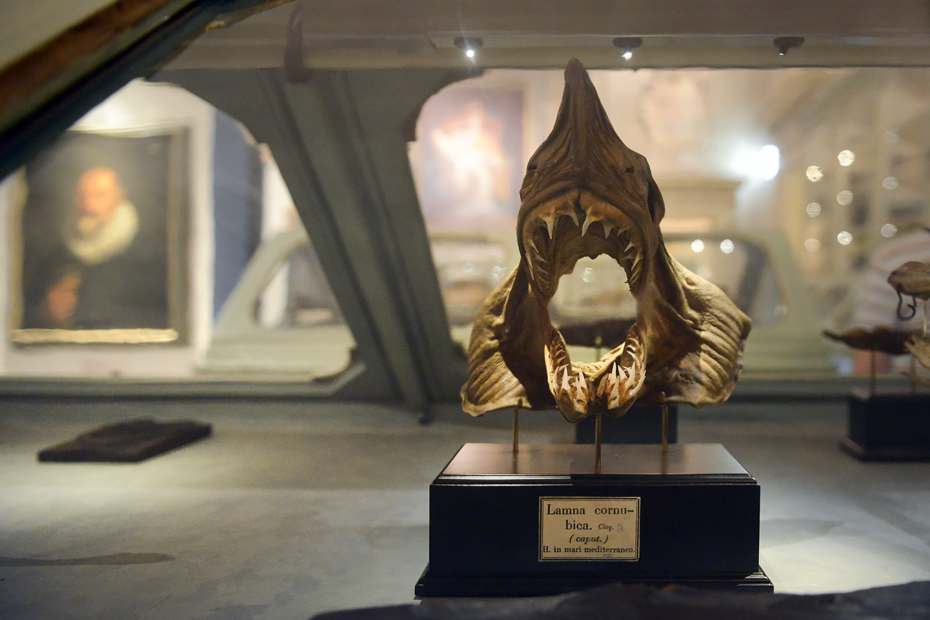 museo di storia naturale bologna 8-2022 4154