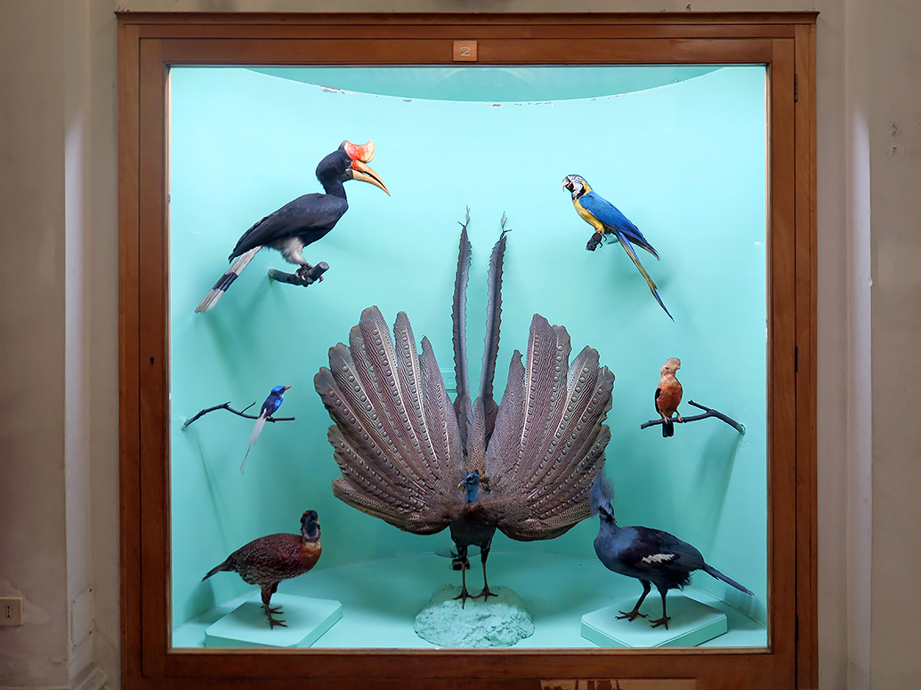 museo giacomo doria genua 7-2019 7706