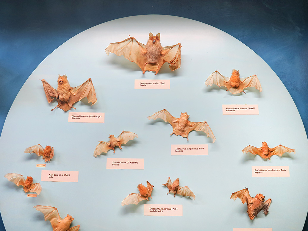 museo giacomo doria genua 7-2019 7732