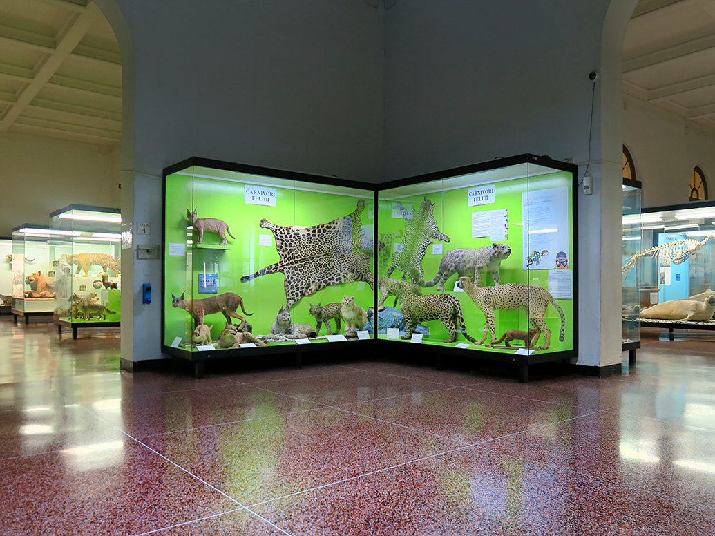 museo giacomo doria genua 7-2019 7750