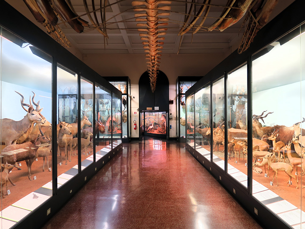 museo giacomo doria genua 7-2019 7770