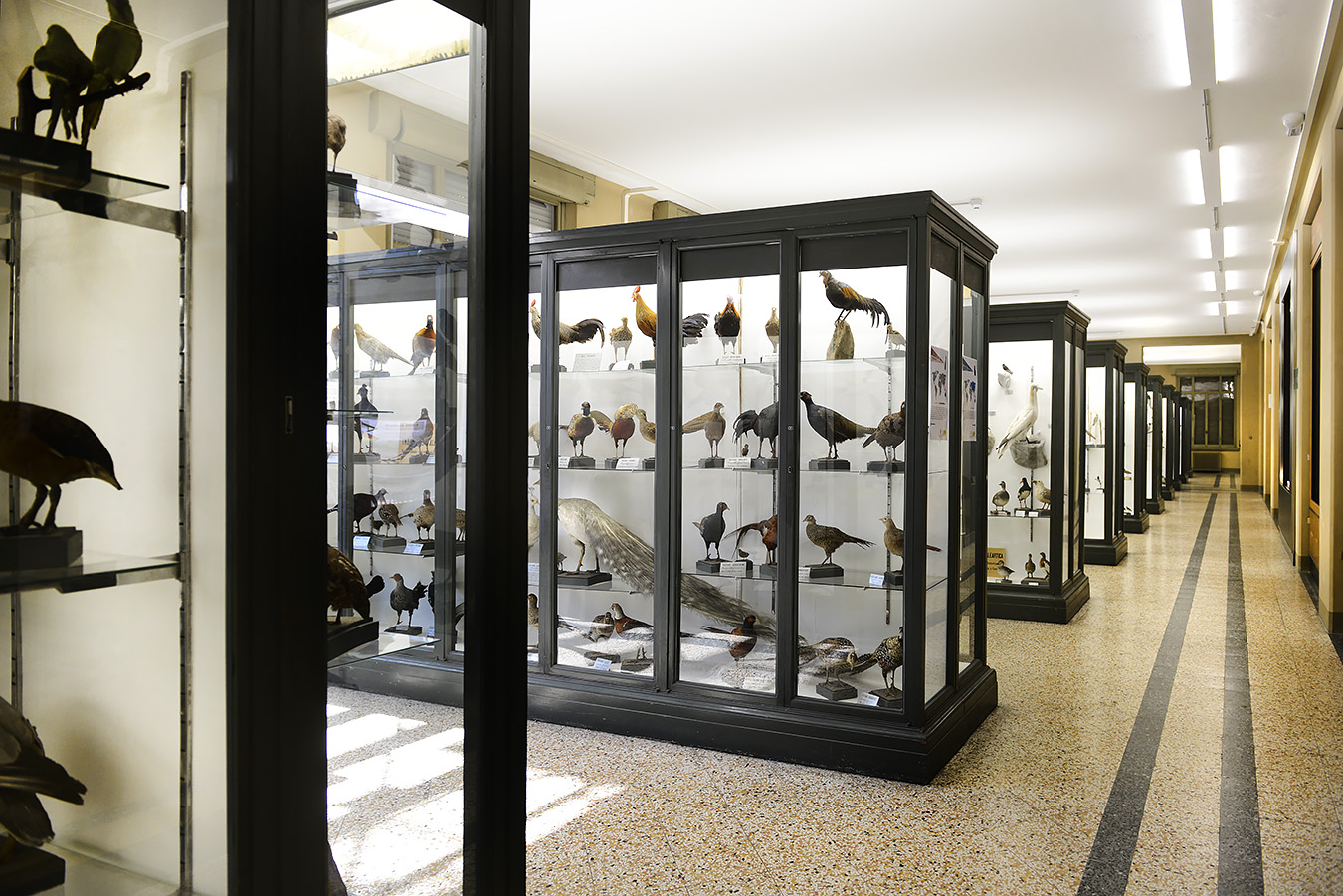 museo di zoologica bologna 8-2022 4405