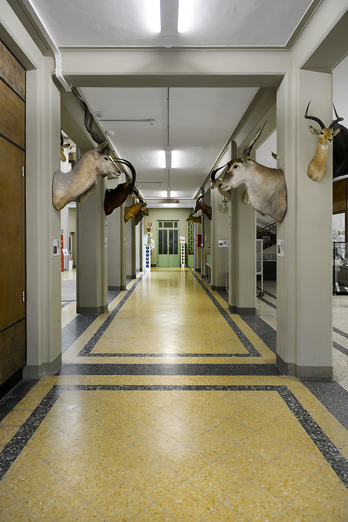 museo di zoologica bologna 8-2022 4412