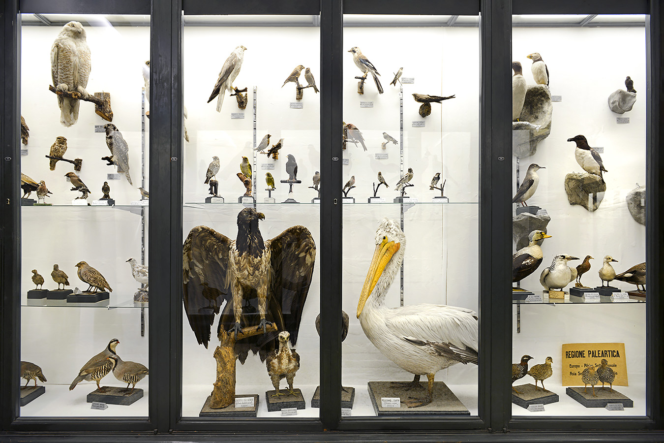museo di zoologica bologna 8-2022 4415