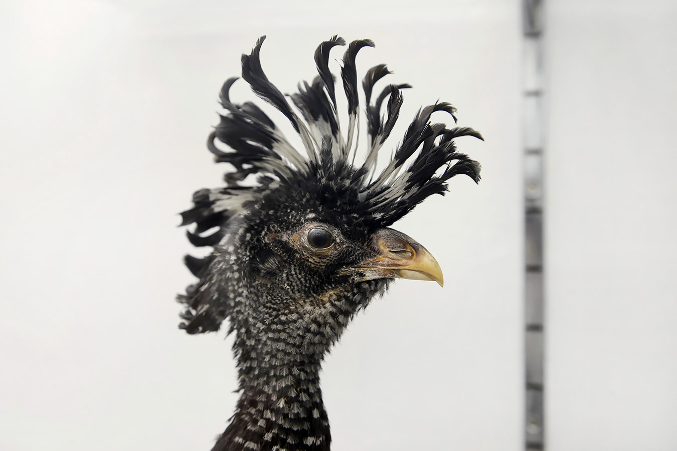 museo di zoologica bologna 8-2022 4447