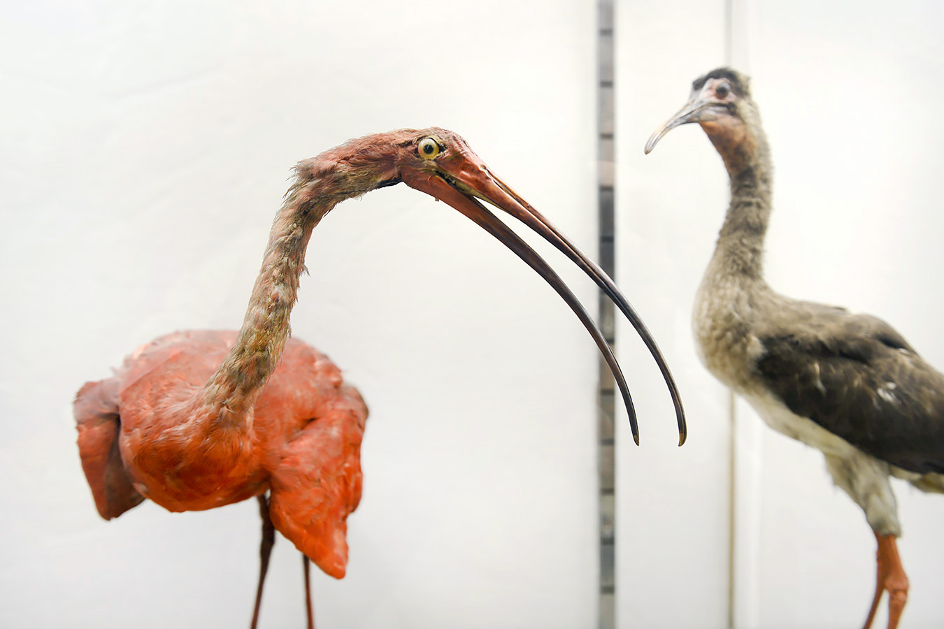 museo di zoologica bologna 8-2022 4449