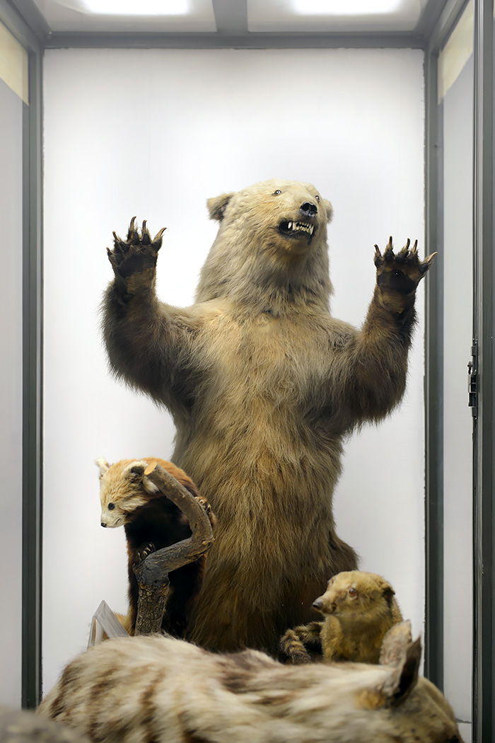 museo di zoologica bologna 8-2022 4481