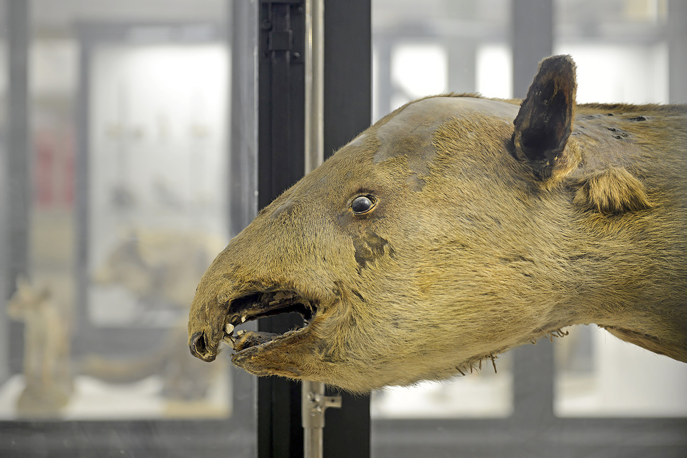 museo di zoologica bologna 8-2022 4490