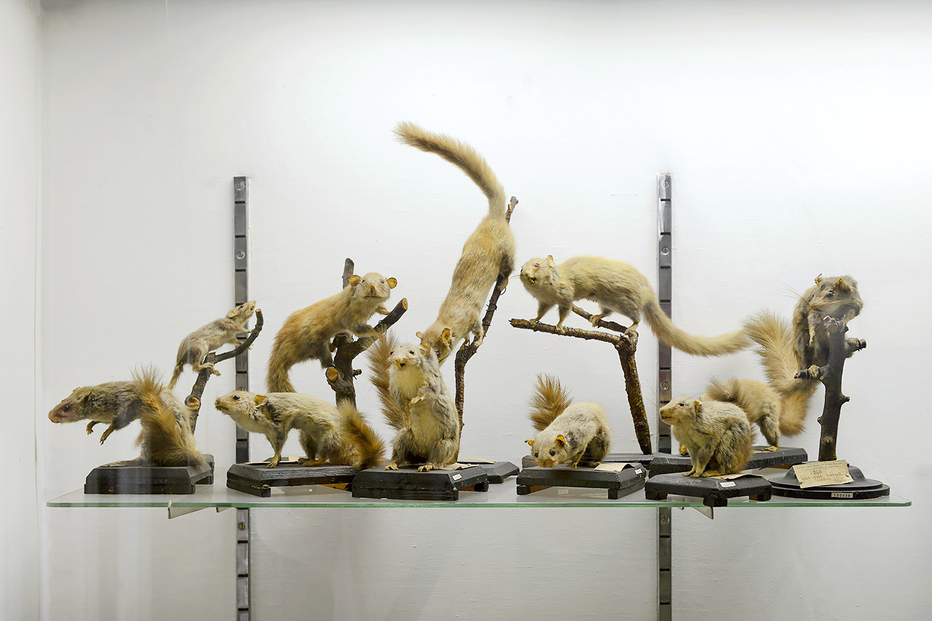 museo di zoologica bologna 8-2022 4495