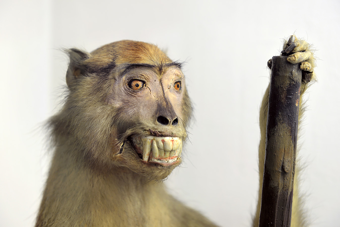 museo di zoologica bologna 8-2022 4512