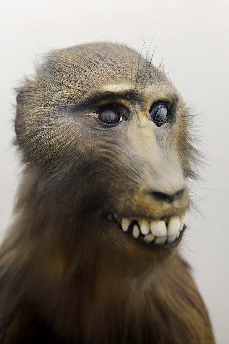 museo di zoologica bologna 8-2022 4517