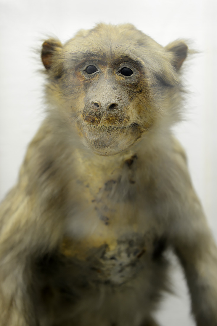 museo di zoologica bologna 8-2022 4524