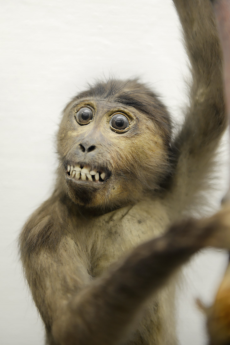museo di zoologica bologna 8-2022 4526