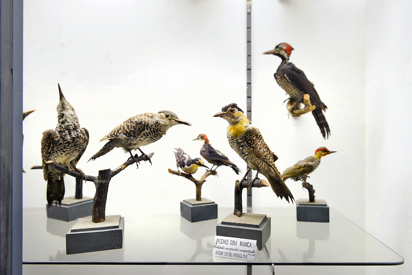 museo di zoologica bologna 8-2022 4555