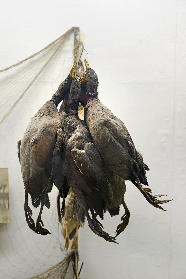 museo di zoologica bologna 8-2022 4583