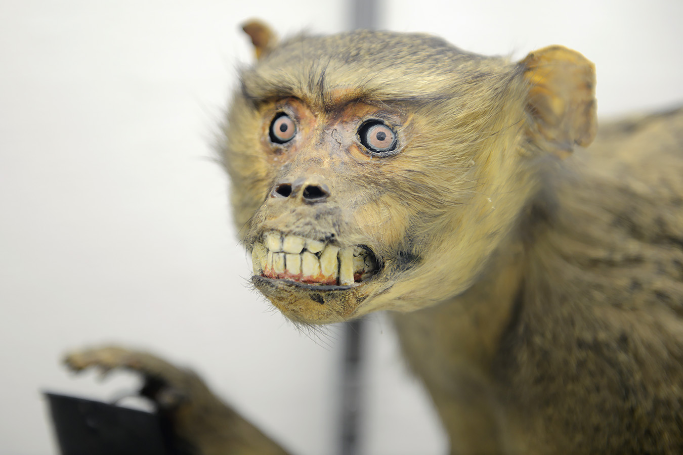 museo di zoologica bologna 8-2022 4615