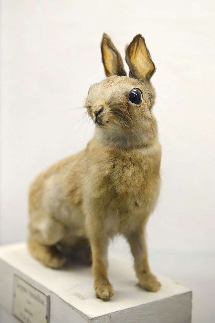 museo di zoologica bologna 8-2022 4620