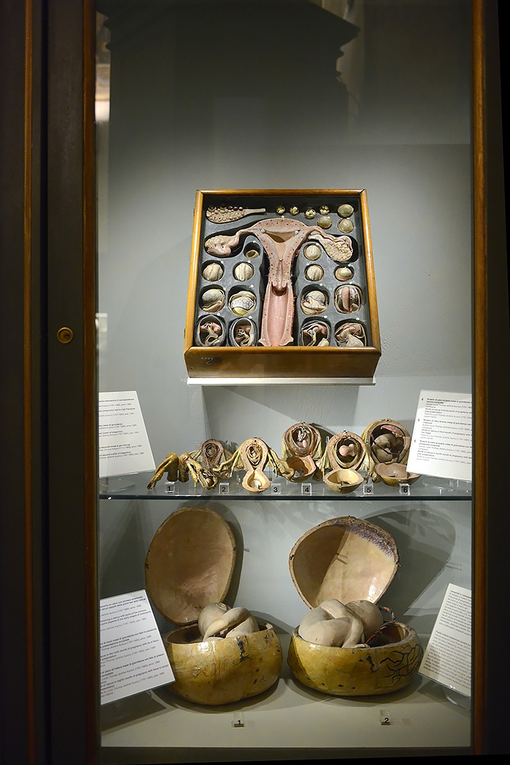 museo ostetrico giovan antonio galli bologna 8-2022 4035