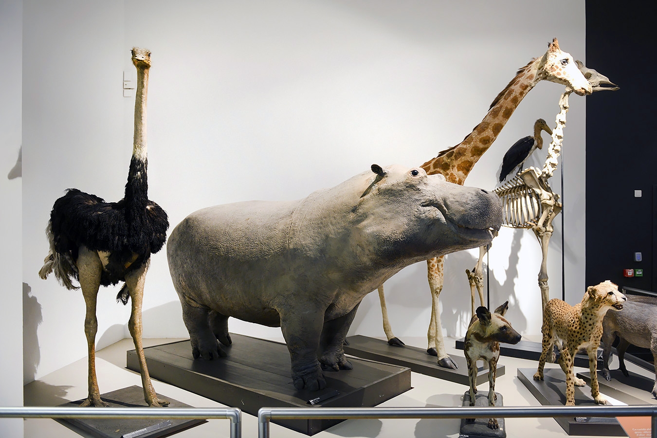 museum aquarium de nancy 8-2022 3842