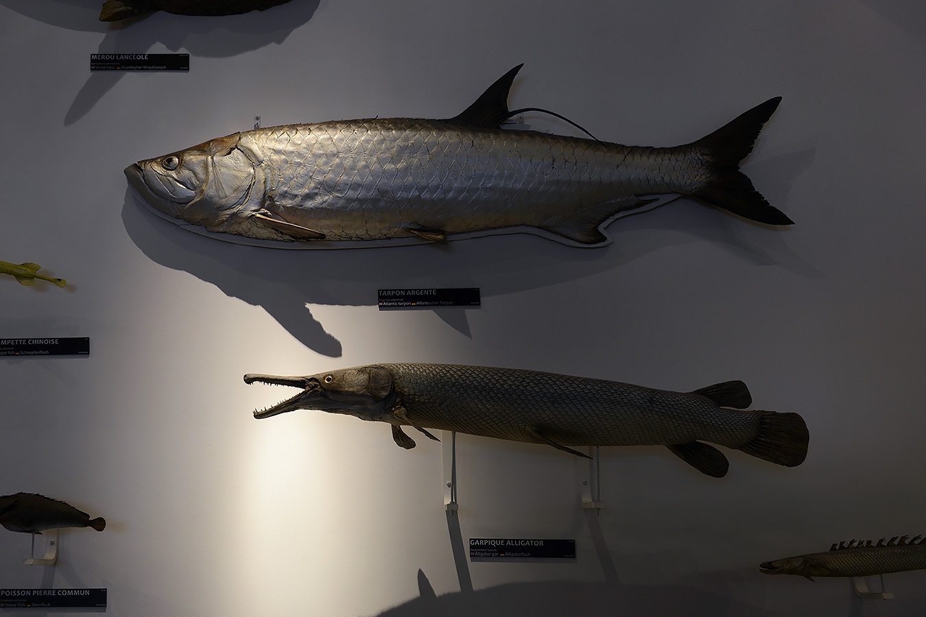 museum aquarium de nancy 8-2022 3853