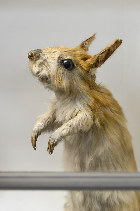 museum de histoire naturelle rouen 10-2021 0005-