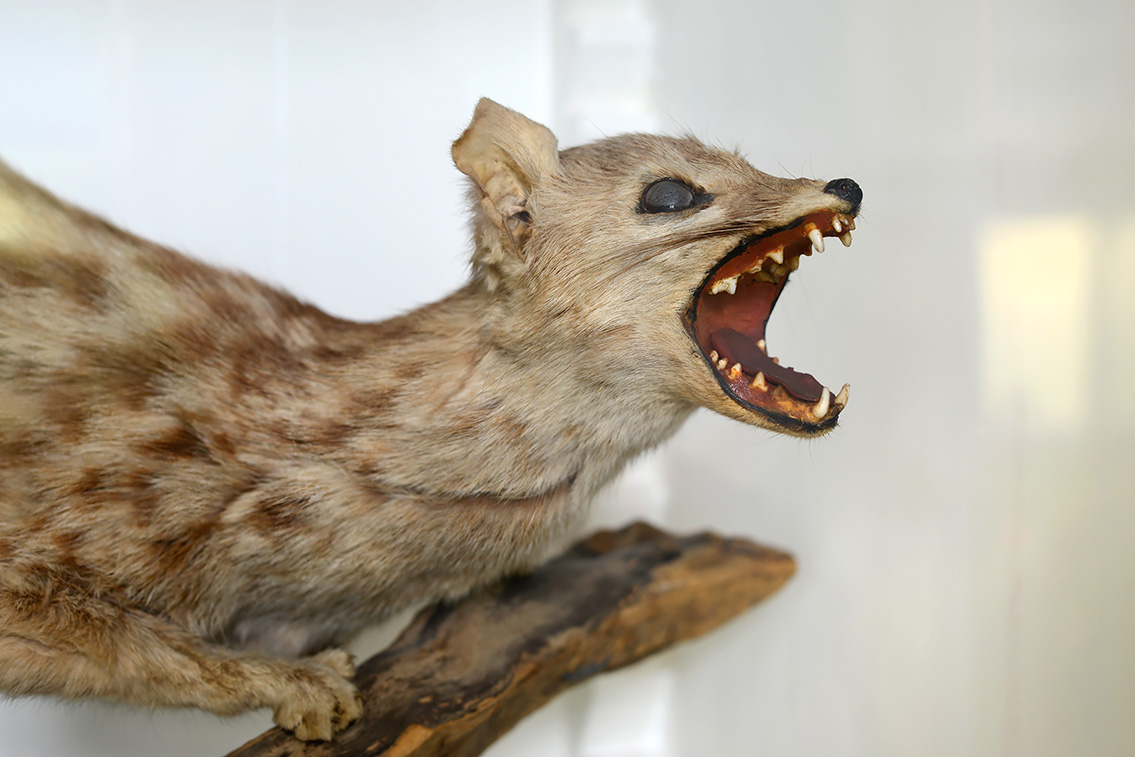 museum de histoire naturelle rouen 10-2021 0041