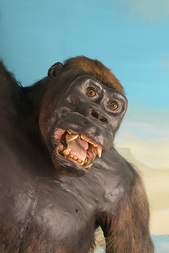 museum de histoire naturelle rouen 10-2021 9983