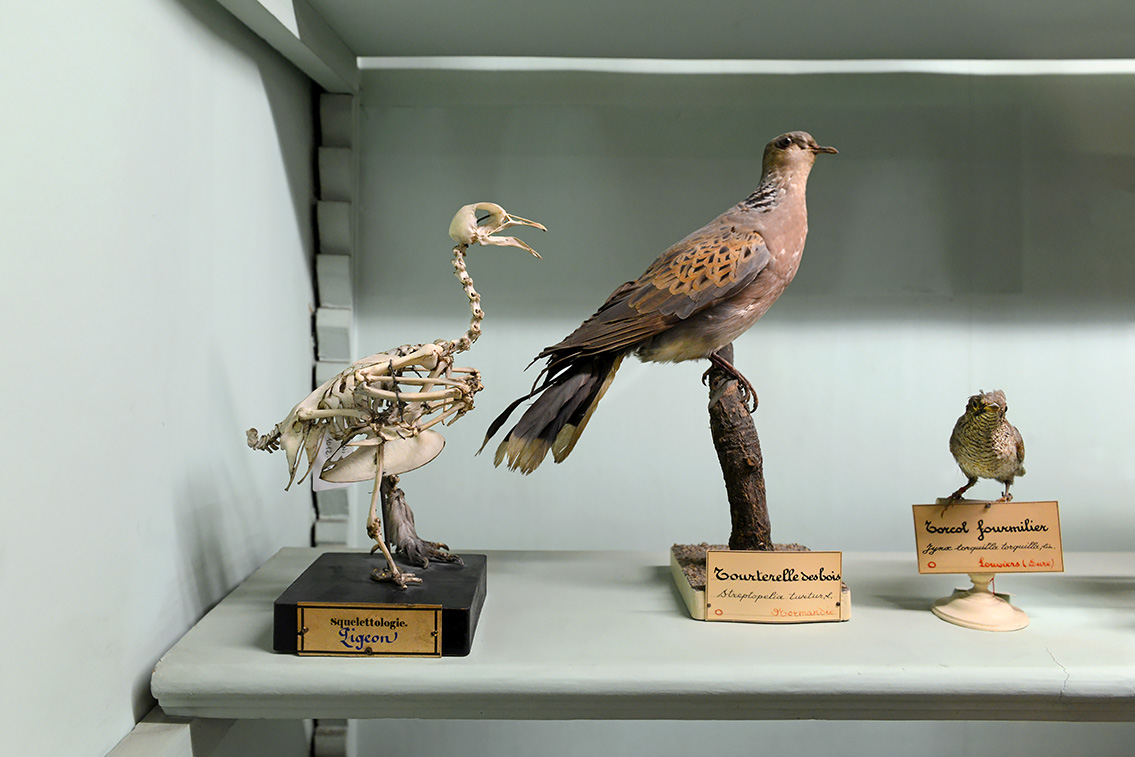 museum de histoire naturelle rouen 8-2021 9394