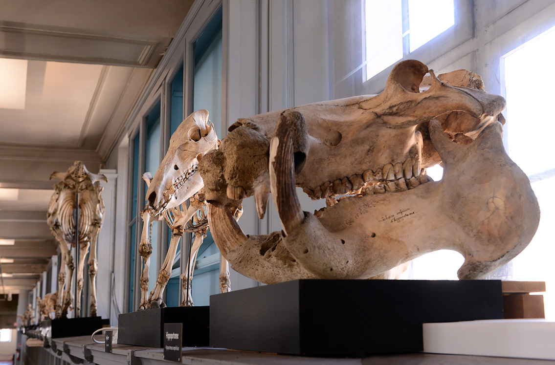 museum de histoire naturelle rouen 8-2021 9471