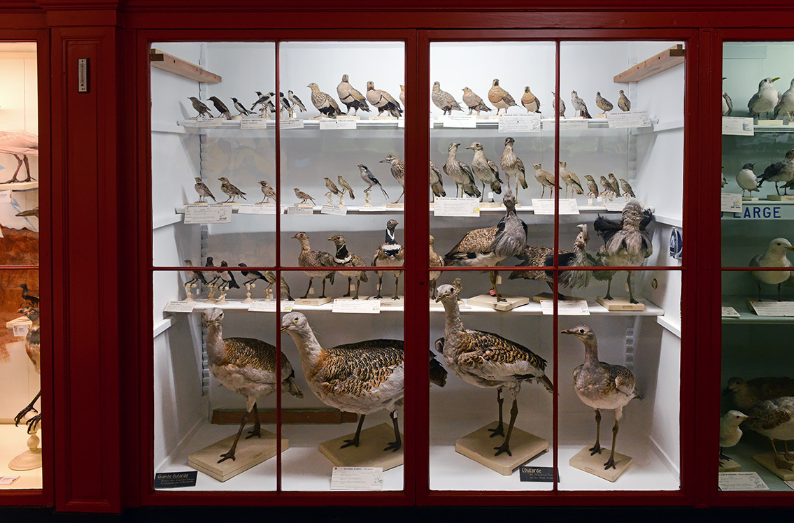 museum de histoire naturelle rouen 8-2021 9502