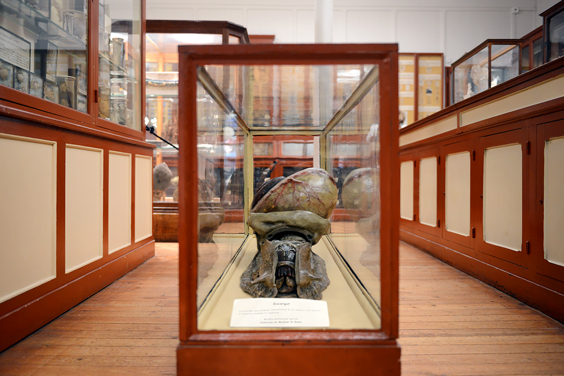museum de histoire naturelle rouen 8-2021 9522