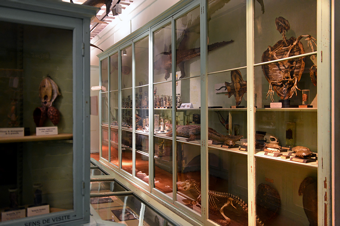 museum de histoire naturelle rouen 8-2021 9538
